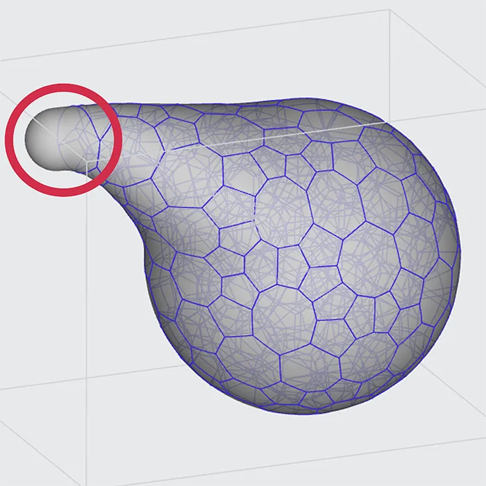 Main cell size throughout