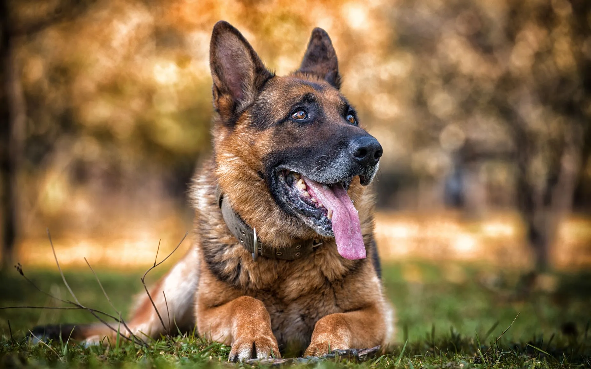 German shepherd resting outside