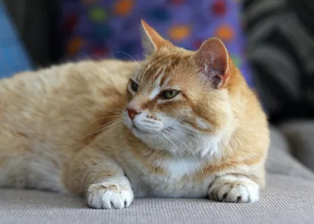 Ginger cat resting on a cushion