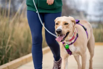 Large dog walking outside with its owner